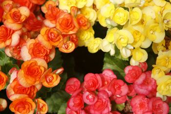 Kwiaty do skrzynek balkonowych. Te cztery okazy urosną nawet w cieniu!