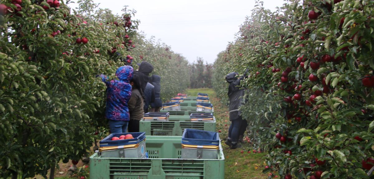 Zbiory jabłek w UE w 2025. Aktualne dane i analiza rynku