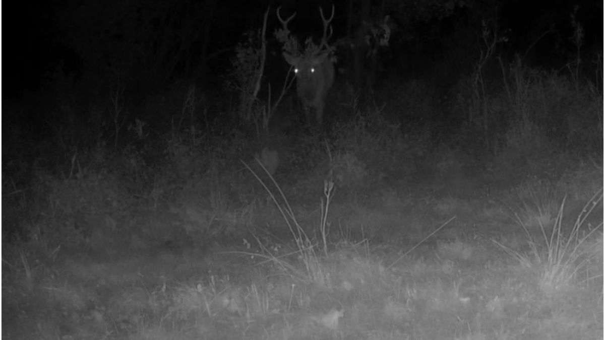 Leśnicy pokazali niezwykłe nagranie z jeleniem w roli głównej