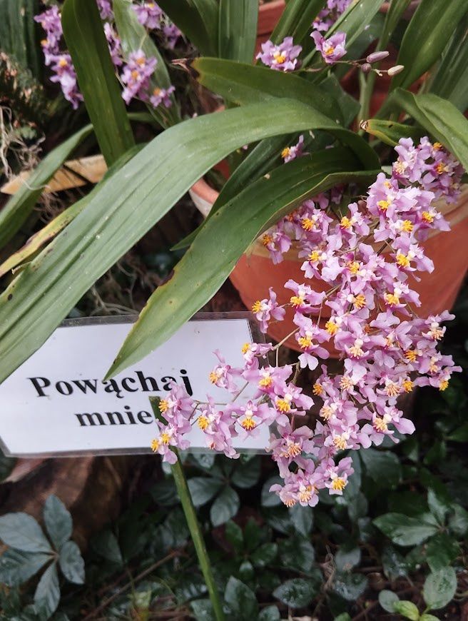 Niektóre odmiany wspaniale pachną