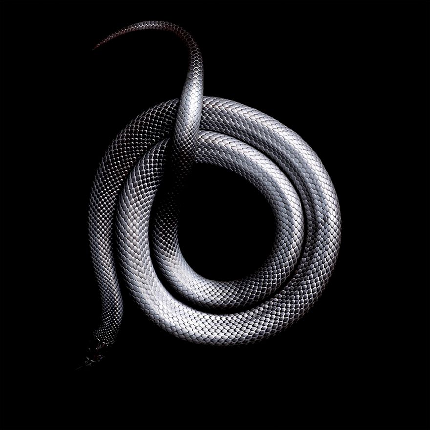 Ukąsiła go czarna mamba, ale dokończył fotografowanie węża. I robi im dalej zdjęcia 12