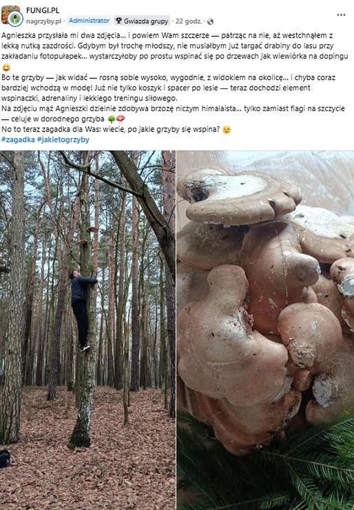 Wspinaczka po grzyby w środku zimy