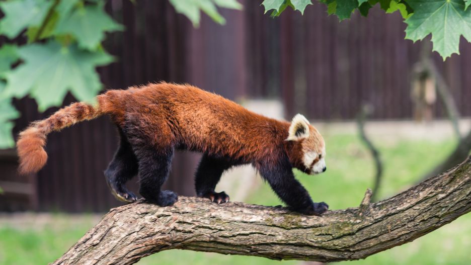 Pandka ruda. Zdjęcie ilustracyjne