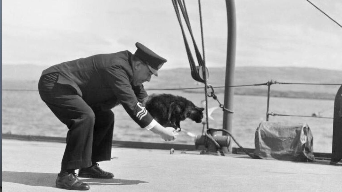 Marynarz i kot na statku