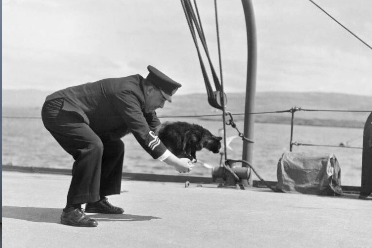 Sailing with whiskers: The untold story of cats in naval history