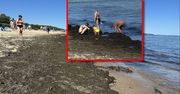 Turyści przecierali oczy. Taki widok na polskiej plaży