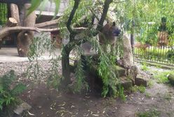 Zawiercie. Policja szuka osób mających kontakt z pumą