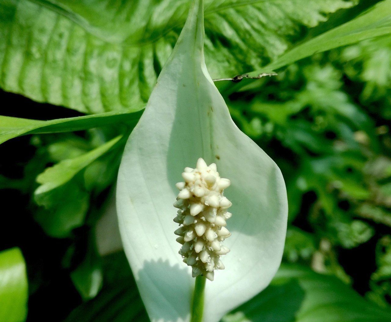 Skórka banana - potas i fosfor dla kwitnienia skrzydłokwiatu