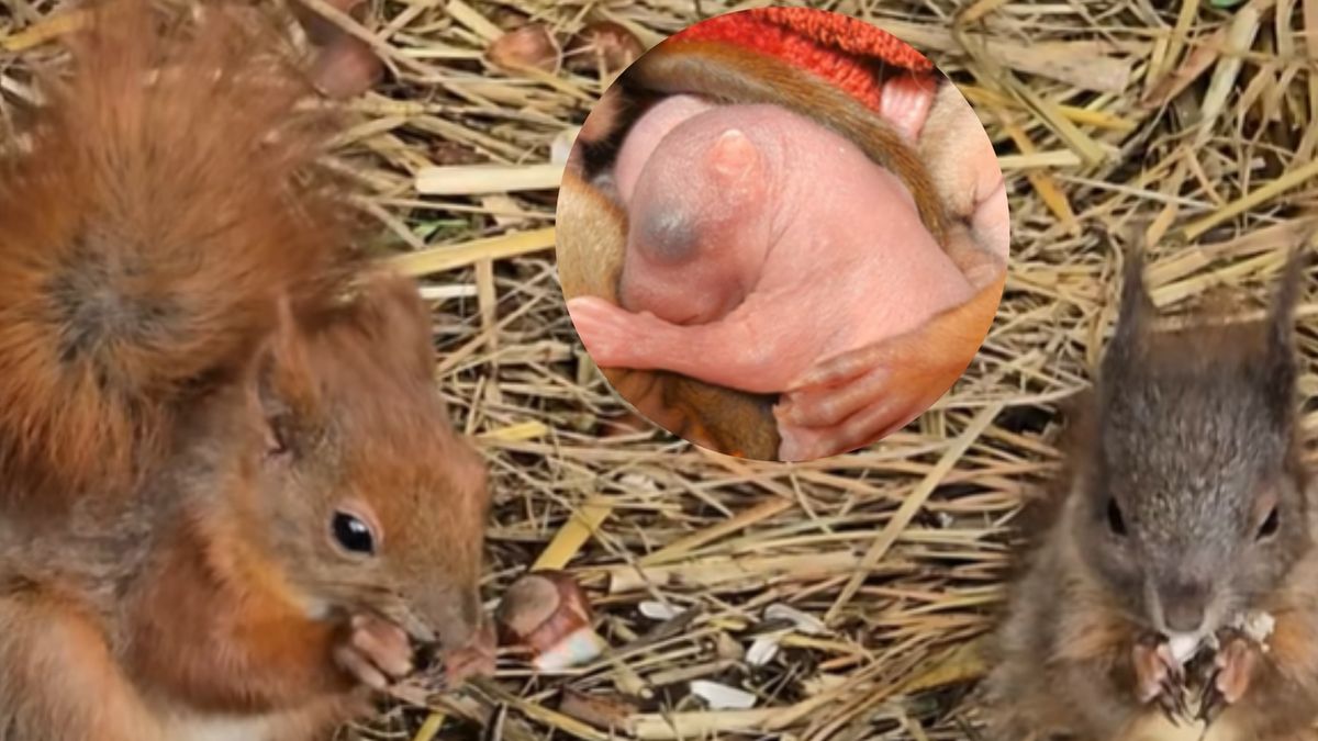 Zaskakująca historia dwóch wiewiórek