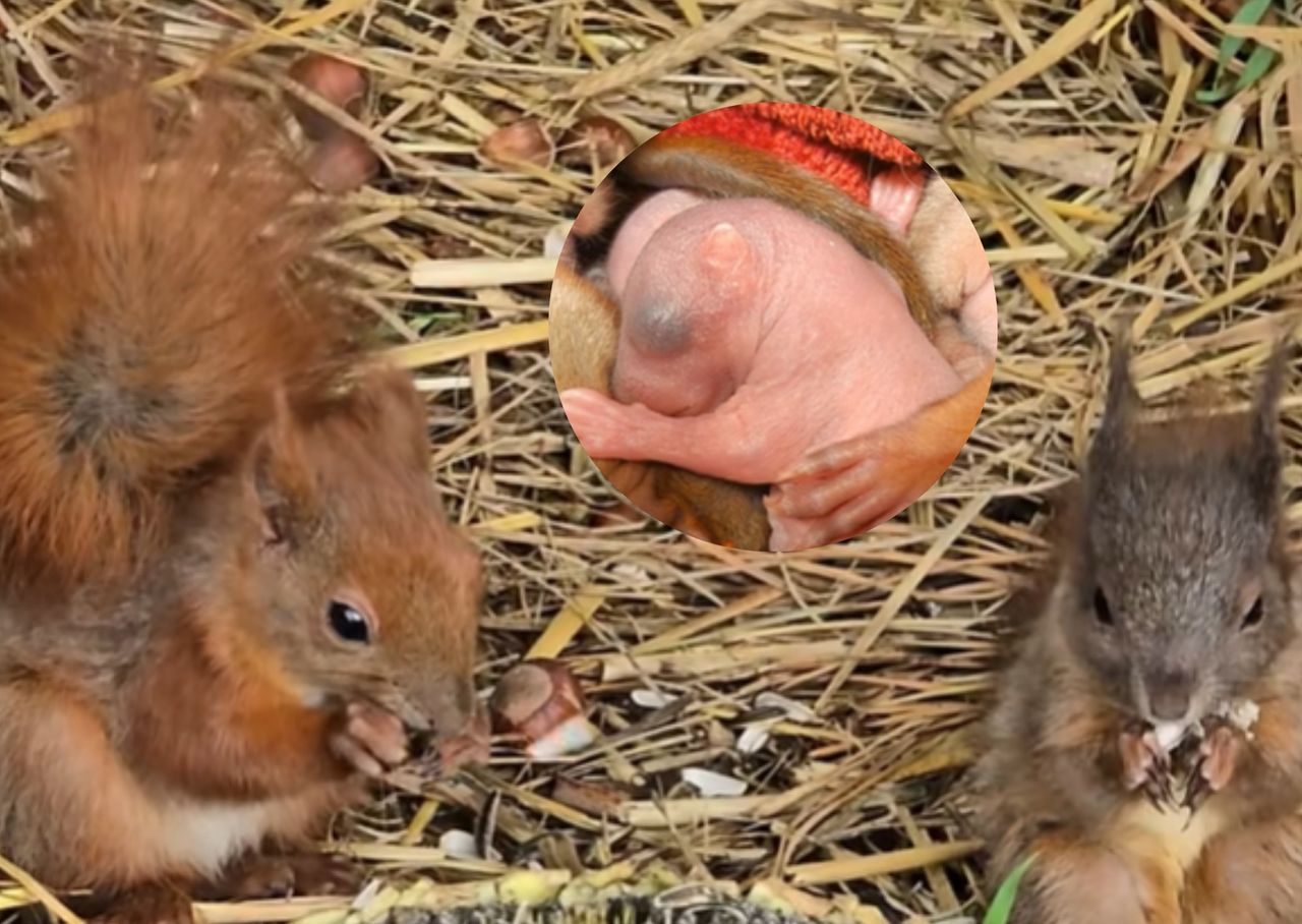 Mały "anioł stróż". Historia jak z filmu wydarzyła się w Polsce