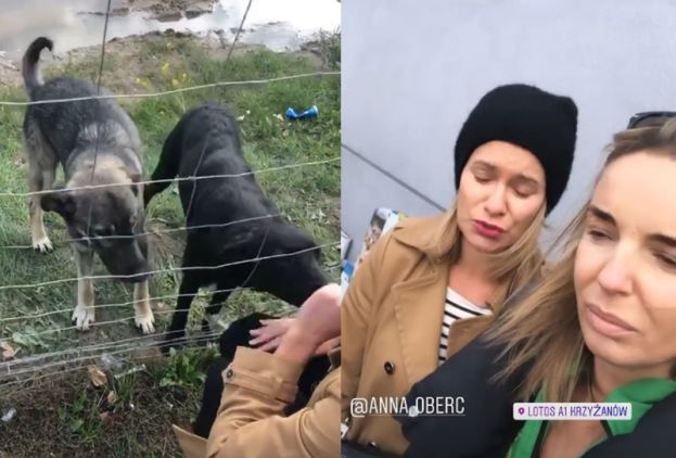 Agnieszka Włodarczyk znalazła porzucone przy drodze psy: "BŁAGAM, POMÓŻCIE. Jak można być takim sku*wysynem?"