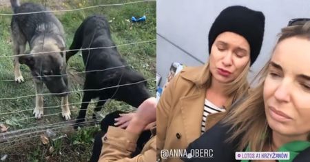 Agnieszka Włodarczyk znalazła porzucone przy drodze psy: "BŁAGAM, POMÓŻCIE. Jak można być takim sku*wysynem?"