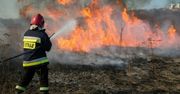 Koczała: Pożar trawy. Dziewięć jednostek w akcji