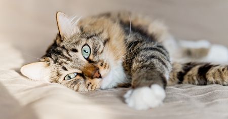 Kot tak robi? To znaczy, że bardzo cię kocha