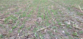 Późny zbiór kukurydzy a nawożenie pola pod pszenicę ozimą