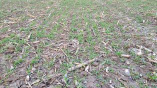 Późny zbiór kukurydzy a nawożenie pola pod pszenicę ozimą