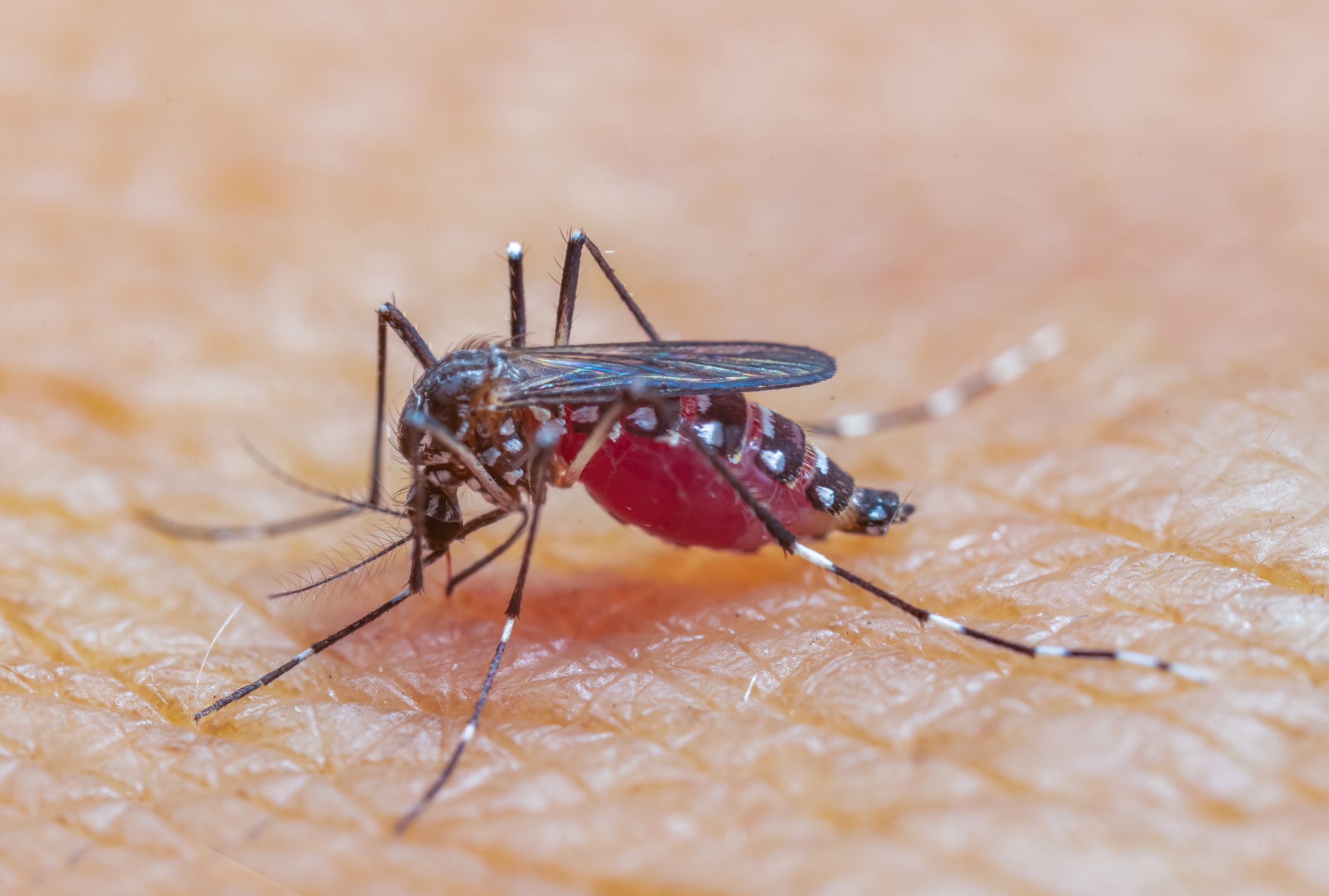 Ugryzienie komara może mieć opłakane skutki 