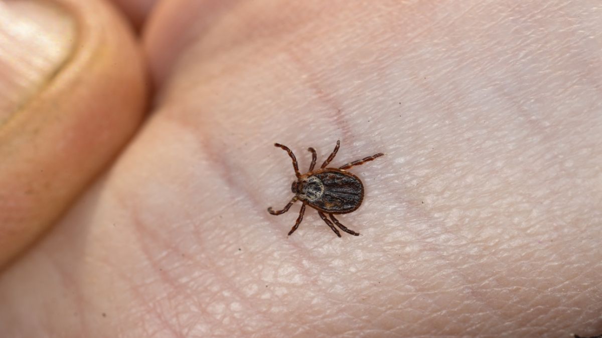 Mikstura na bazie olejku z geranium odstraszy kleszcze