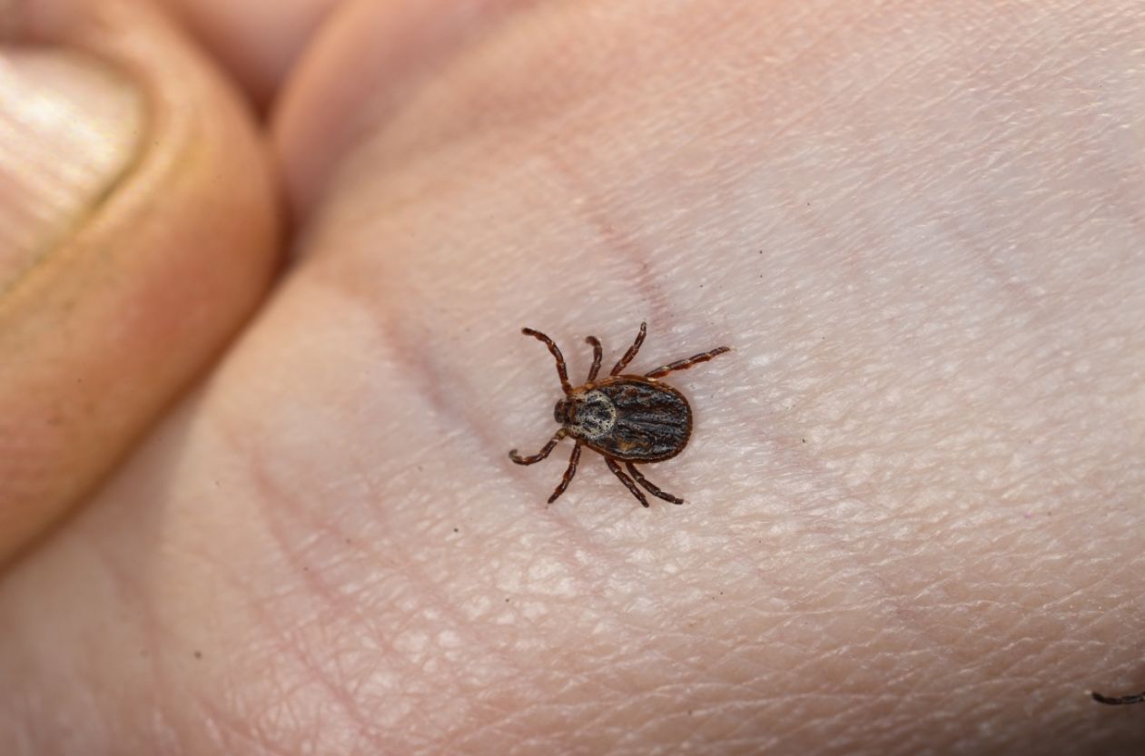 Geranium - zapach, który odstrasza kleszcze