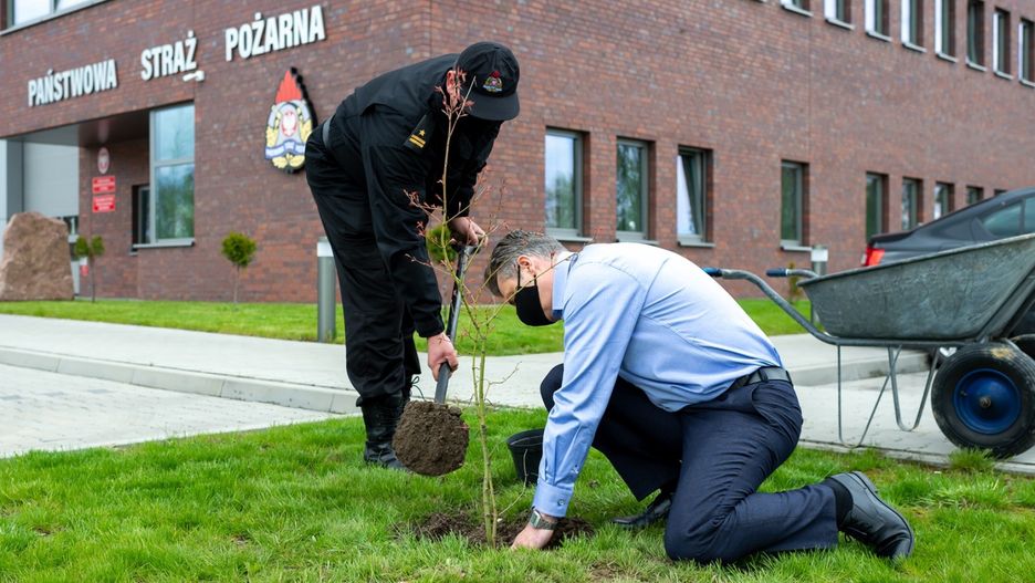 Śląskie. Prezydent Bytomia Mariusz Wołosz wspólnie ze strażakami zasadził cztery drzewa na terenie PSP przy ulicy Łużyckiej.