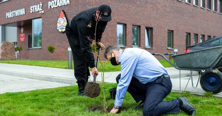 Śląskie. Sadzą drzewa w Bytomiu. Mają pomóc w walce z niską emisją, która dusi
