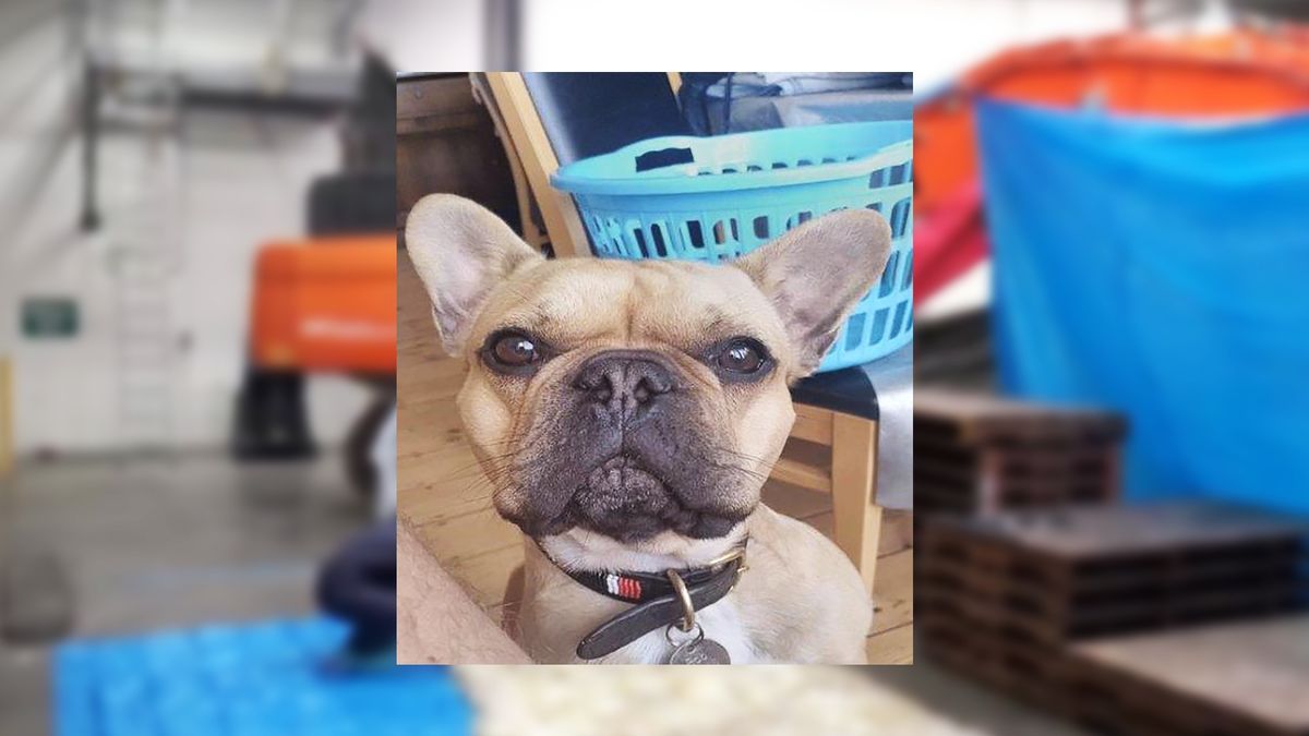 Zdjęcie tego uroczego psa doprowadziło do zatrzymania przestępców.