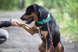 Sosnowiec. Miasto rezygnuje z podatku za psa i zachęca do adopcji zwierząt ze schroniska