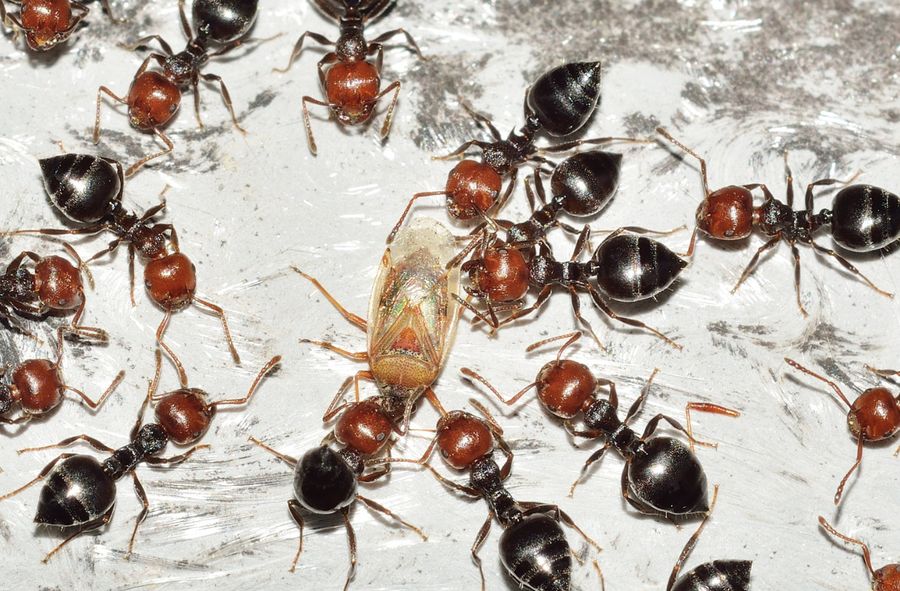 Mrówki przyszłością w diagnozowaniu raka