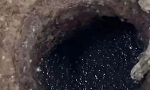 Zauważyłeś je przy zlewie? Wlej to do zlewu, zanim złożą setki jaj