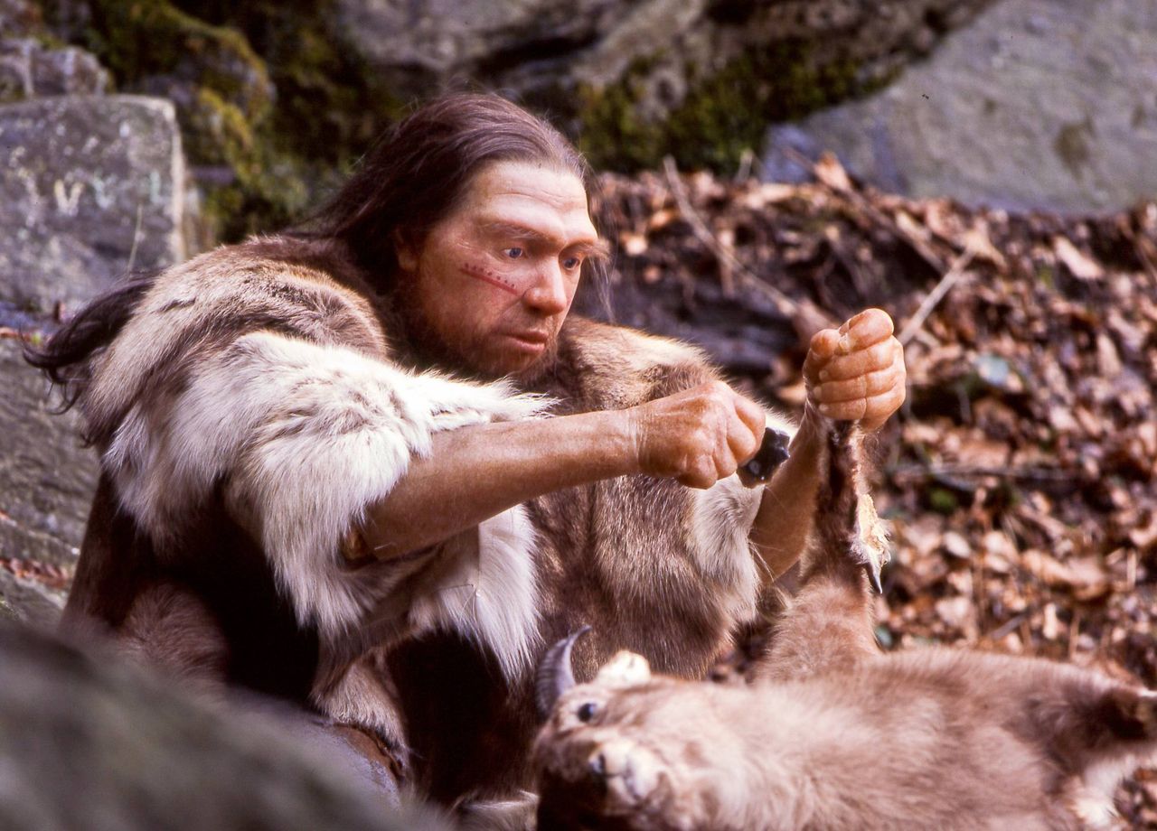  Neandertalczykom nie była obca umiejętność wytwarzania prostych, zaostrzonych narzędzi z kamienia lub kości zwierząt