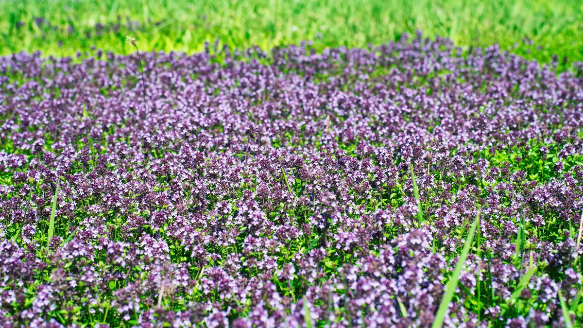 Jakie rośliny sprawdzą się zamiast trawnika? - zdjęcie ilustracyjne