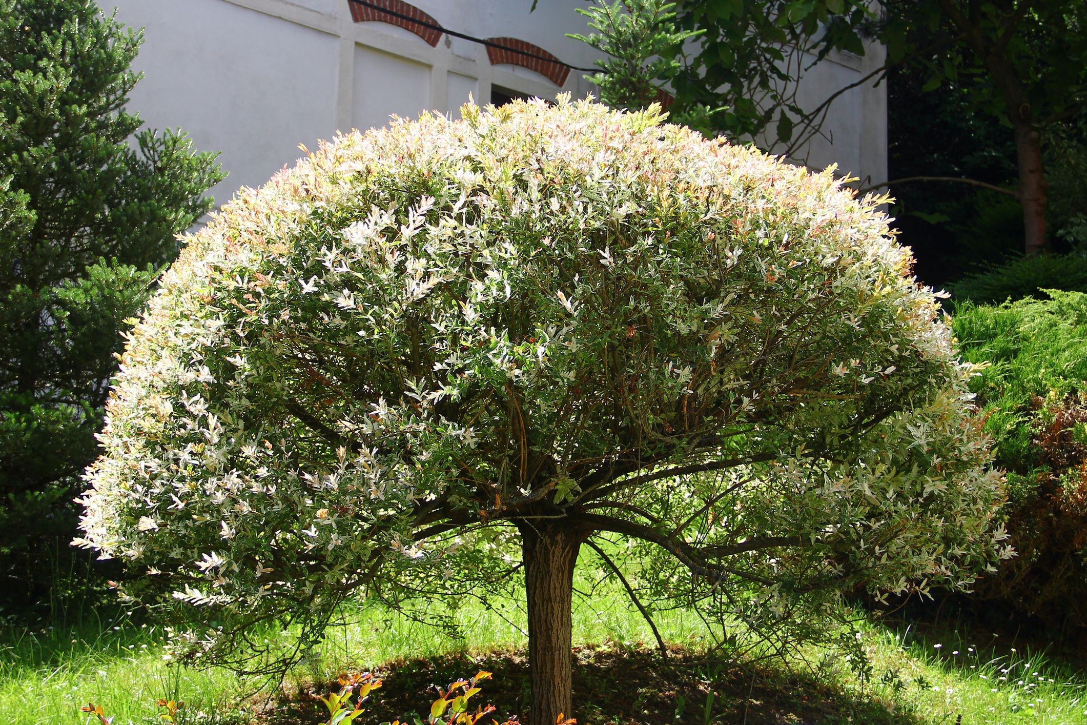 Wierzba Hakuro Nishiki 