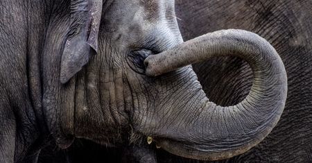 Tragedia w zoo. Słoń zabił swojego opiekuna