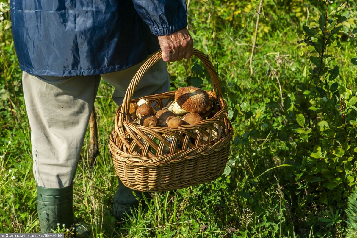Wiele wskazuje na to, że sezon na grzyby potrwa w tym roku znacznie dłużej niż zwykle