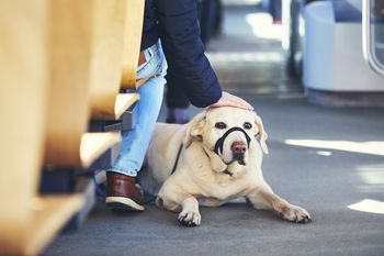 Konin: Psy autobusami pojadą za darmo. Radni zmienili regulamin