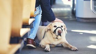 Konin: Psy autobusami pojadą za darmo. Radni zmienili regulamin