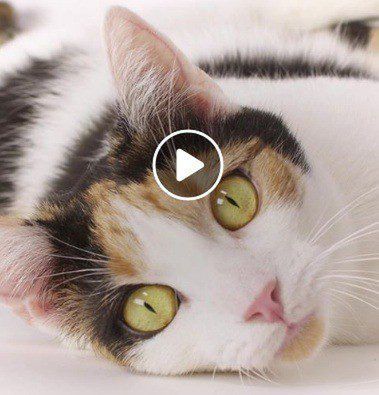 Walentynki idealną okazją do… adopcji kota! Wideo!