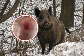 Agresywny dzik zaatakował 78-latkę. Kobieta została poważnie ranna
