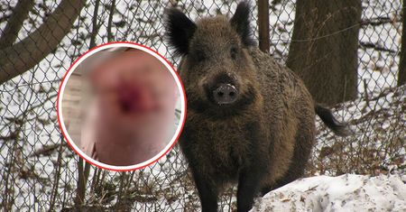 Agresywny dzik zaatakował 78-latkę. Kobieta została poważnie ranna