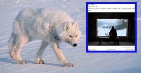 To jedyne takie miejsce w Polsce. Wataha wilków polarnych tuż za oknem