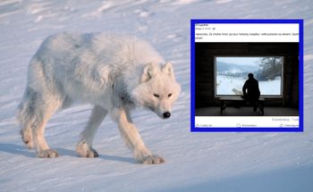 To jedyne takie miejsce w Polsce. Wataha wilków polarnych tuż za oknem
