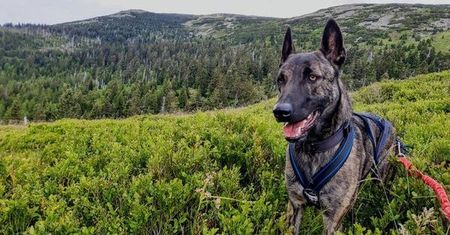 Karkonosze. Czorcie, gdzie jesteś? GOPR szuka psa - ratownika