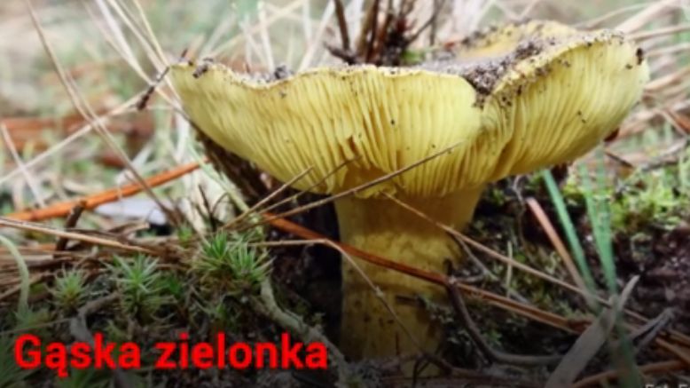 Grzybobranie to polski sport narodowy 