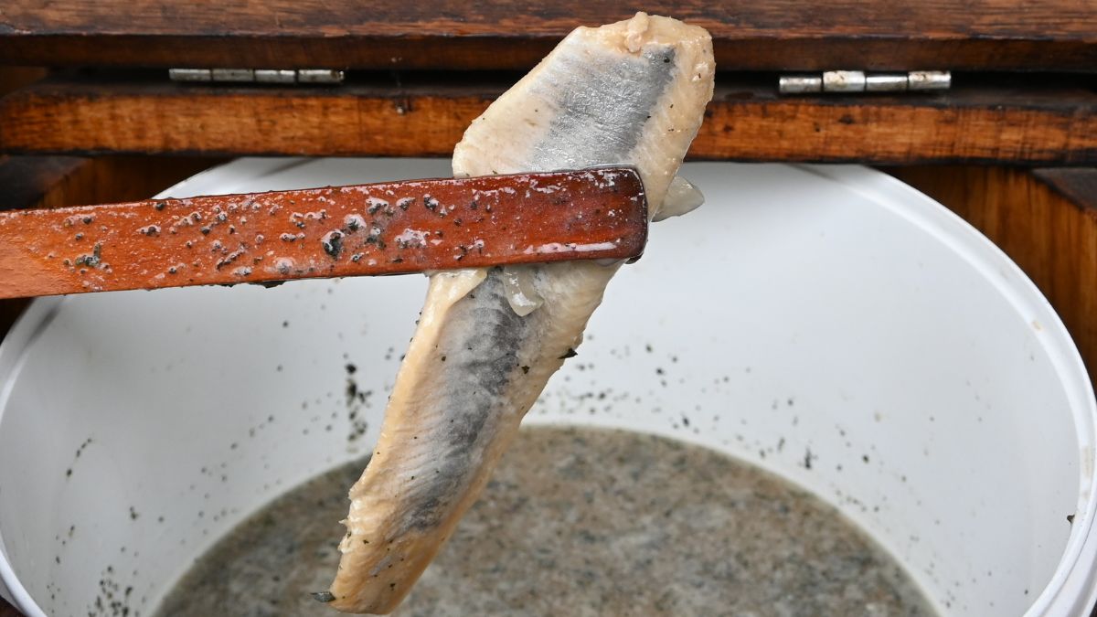 Kiszone śledzie według dawnej receptury