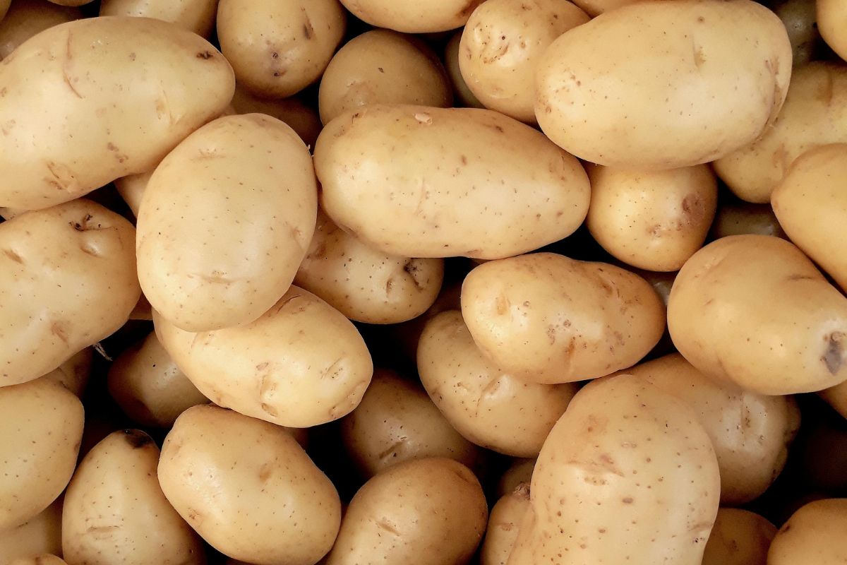 Kluski śląskie trzeba przygotować z ziemniaków z większą ilości skrobi: typu C