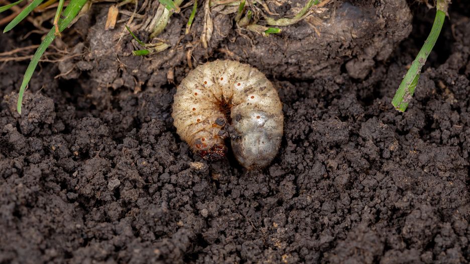 Jak pozbyć się pędraków z ogrodu?