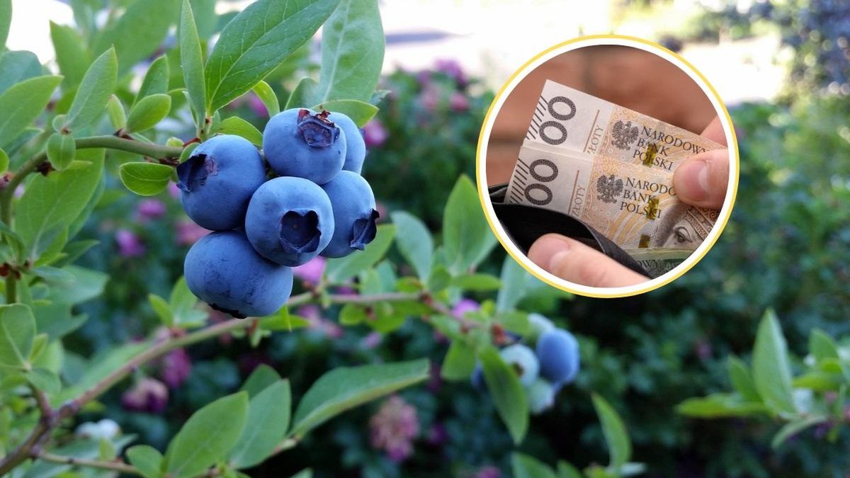 Zbieranie jagód w Szwecji. Nowa szansa dla Polaków