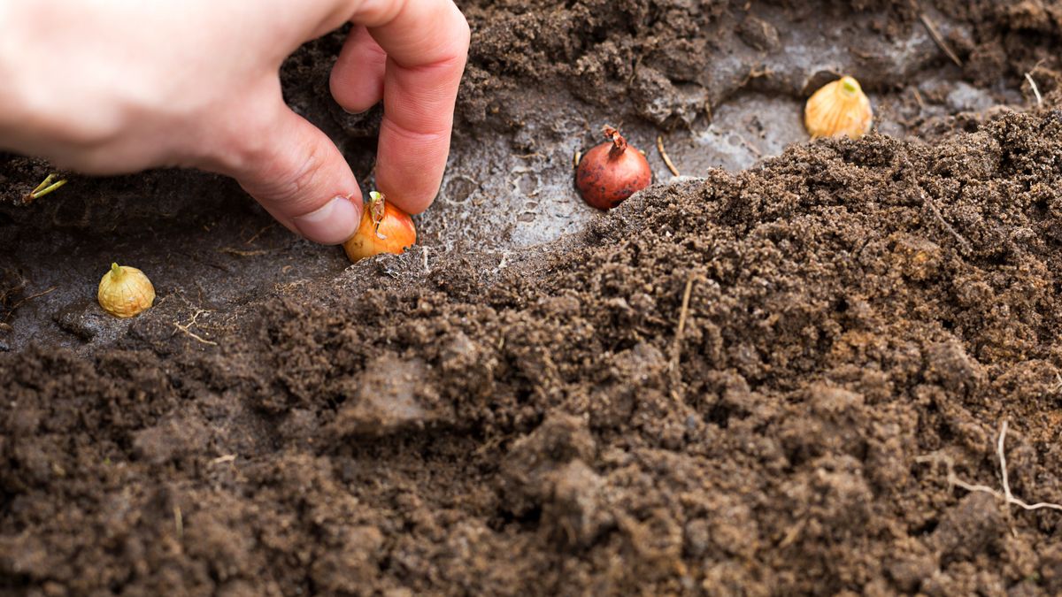 Cebulki roślin powinniśmy wsadzać w ziemię we wrześniu