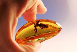 Mierzeja Wiślana. Wydobyto ponad kilogram bursztynu