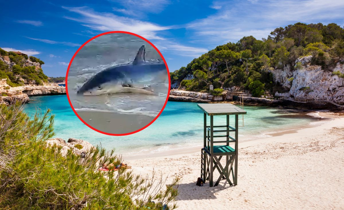 To kolejny raz, gdy zauważono rekina w pobliżu plaż Majorki